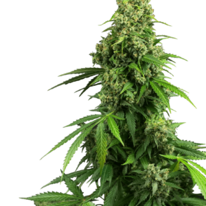 Honey Melon Kush Auto Feminised Seeds - 10
