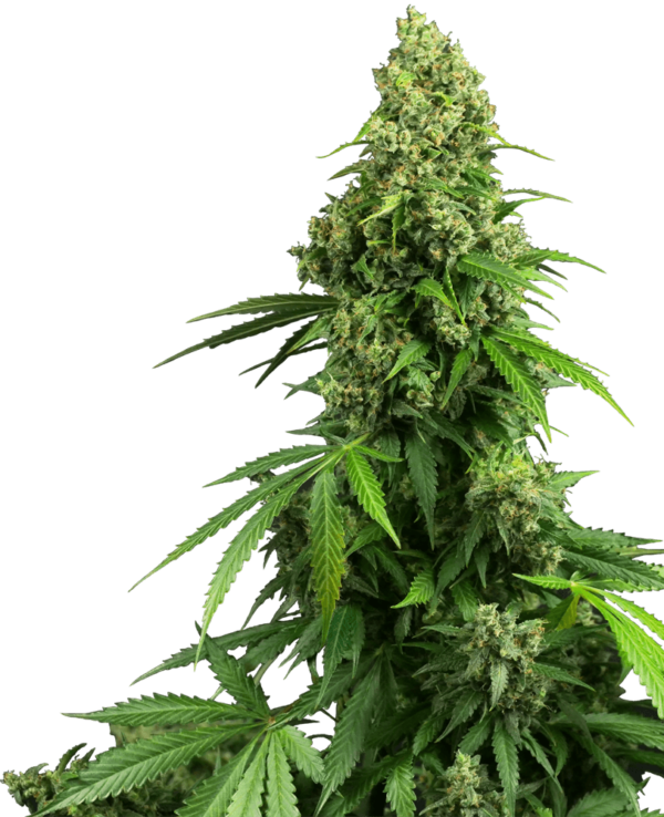 Honey Melon Kush Auto Feminised Seeds - 10