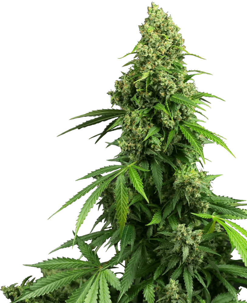 Honey Melon Kush Auto Feminised Seeds - 10