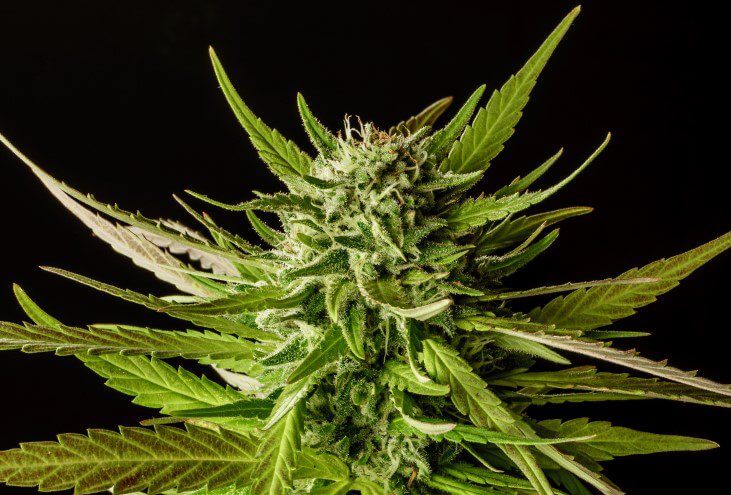 DoSiDos Feminised Seeds - 3