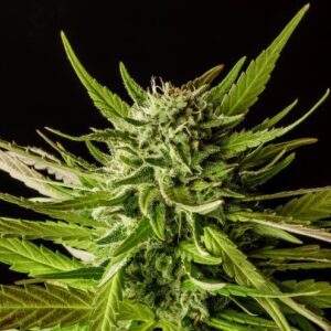 DoSiDos Feminised Seeds - 5