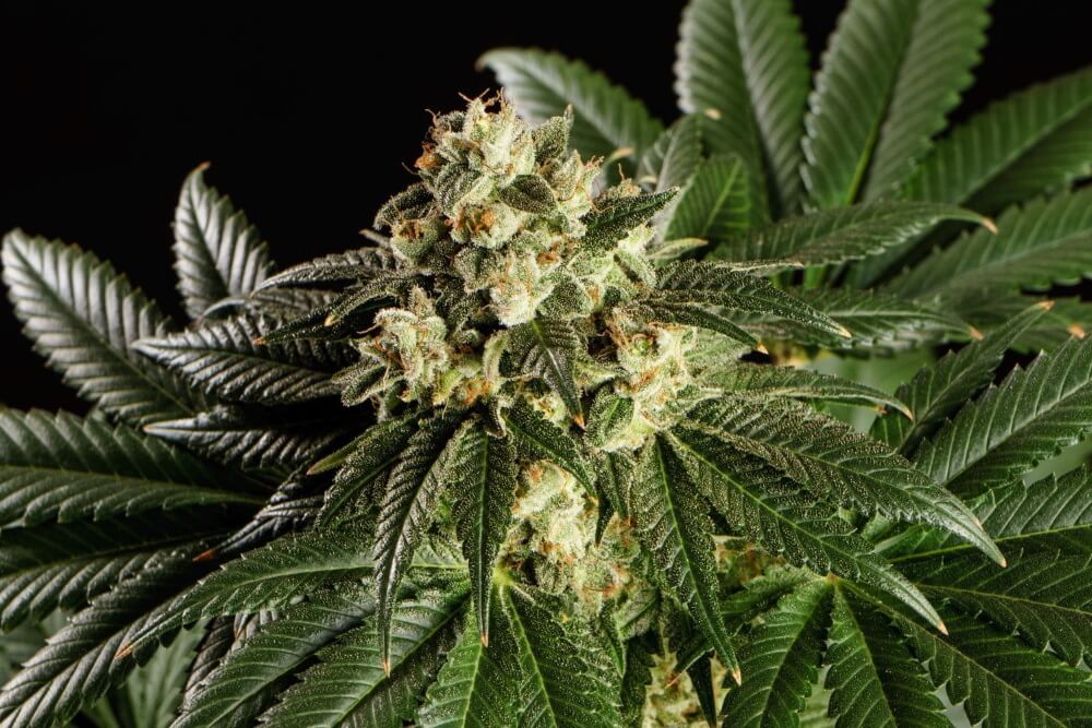 Dream Sherbet Feminised Seeds - 3