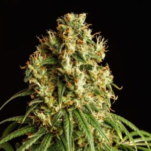 Mimosa Dream Feminised Seeds - 5