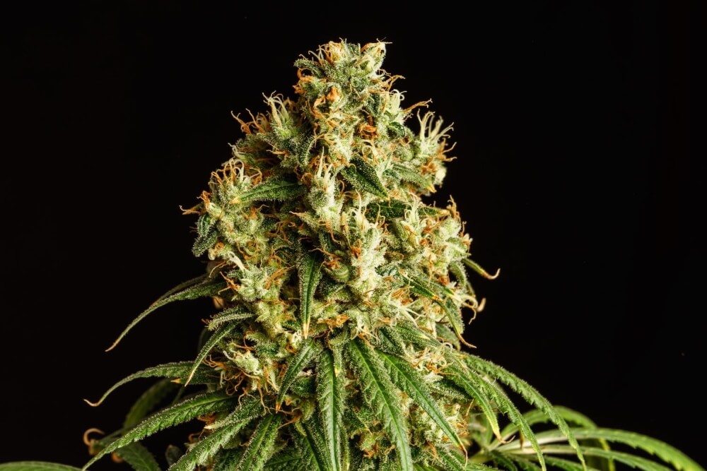 Mimosa Dream Feminised Seeds - 10
