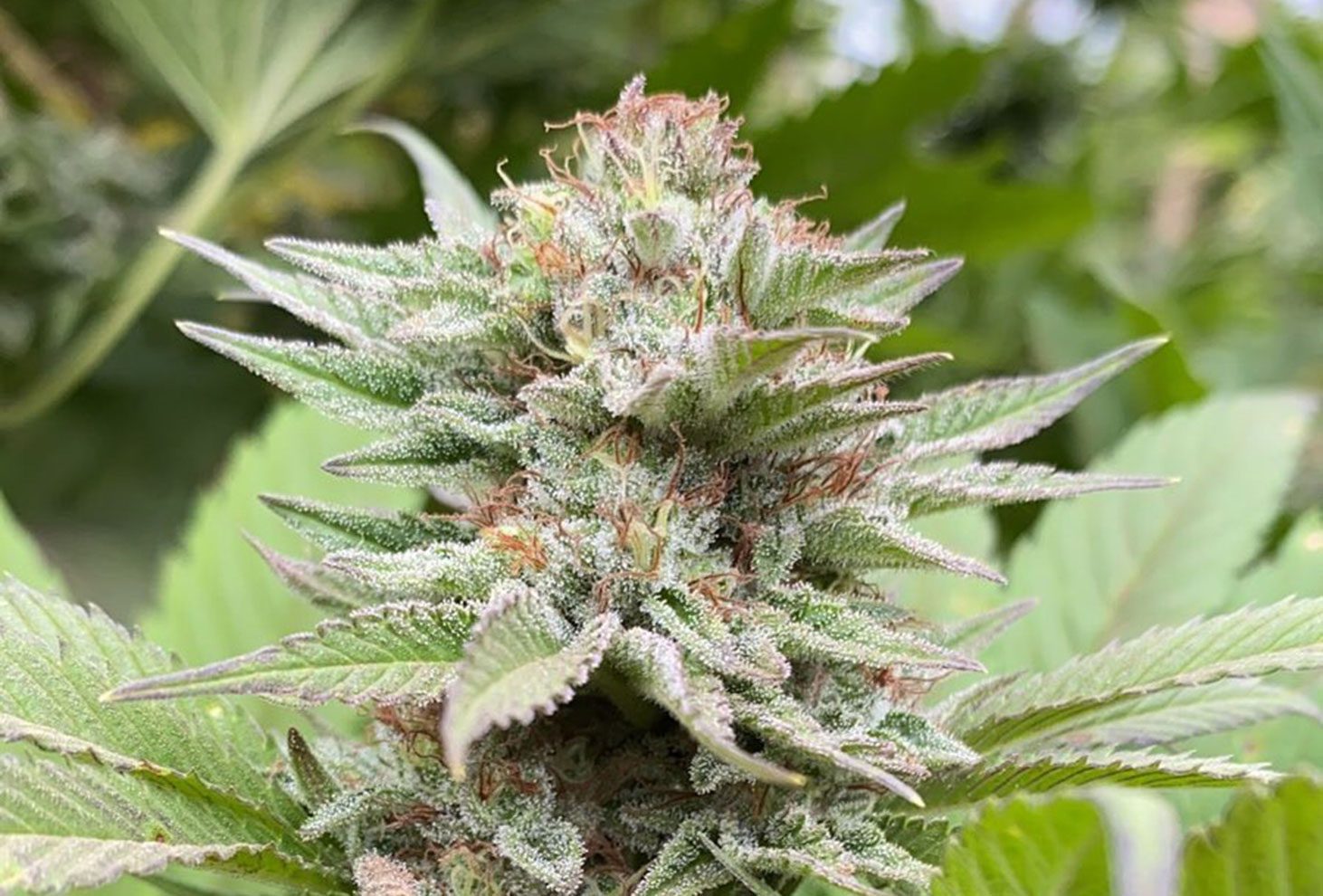 Strawberry Haze Auto Feminised Seeds - 10
