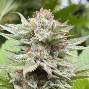 Strawberry Haze Auto Feminised Seeds - 25