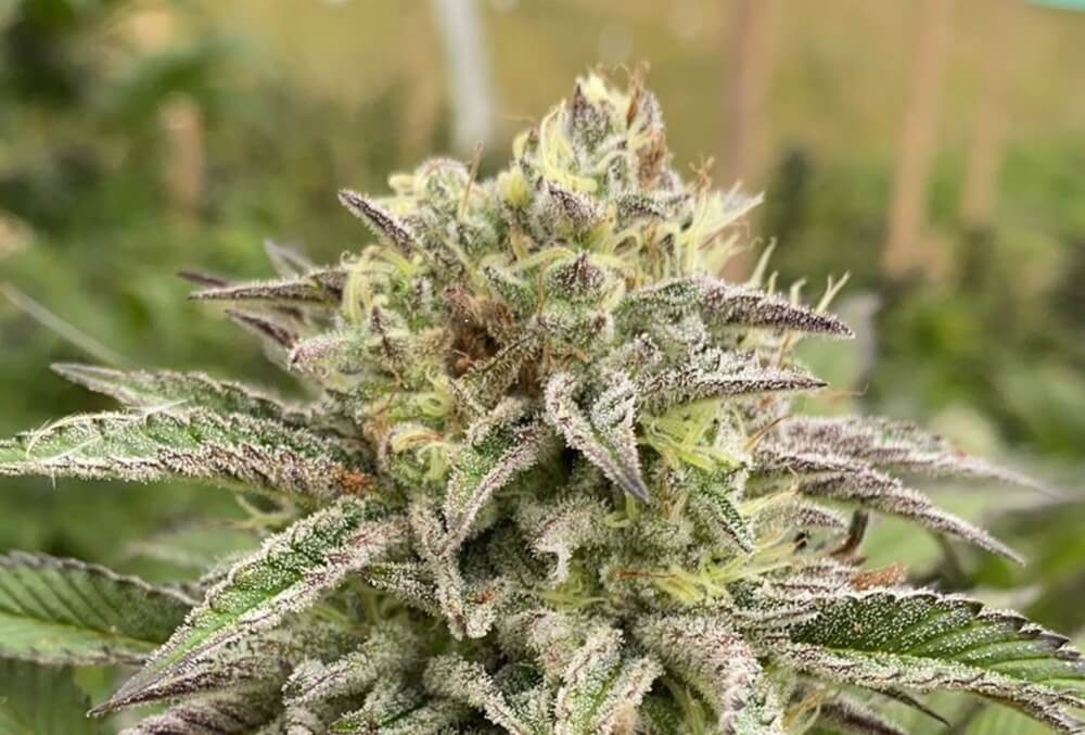 Break-Up Cake Auto Feminised Seeds - 5