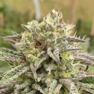 Break-Up Cake Auto Feminised Seeds- 2 5