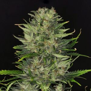 DoSiDos Auto Feminised Seeds - 5