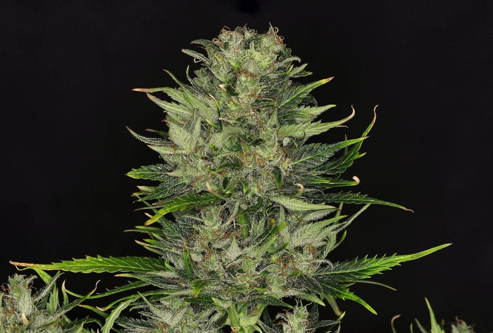 DoSiDos Auto Feminised Seeds - 10