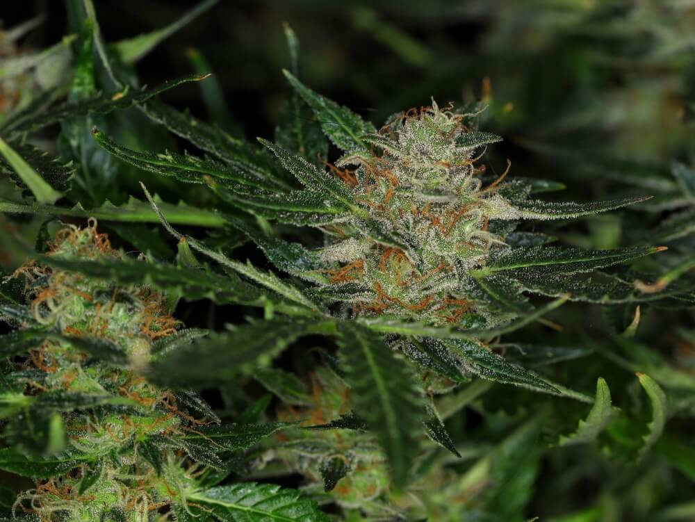 Dream Sherbet Auto Feminised Seeds - 10