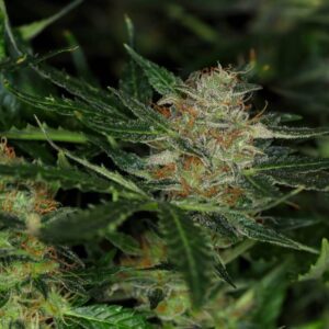 Dream Sherbet Auto Feminised Seeds - 25