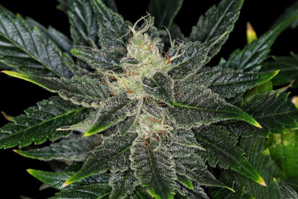 Gorilla King Auto Feminised Seeds - 3