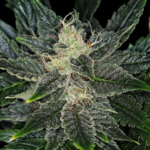 Gorilla King Auto Feminised Seeds - 5
