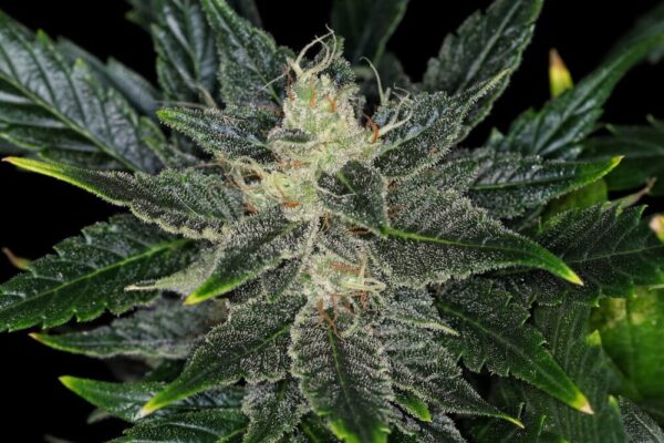 Gorilla King Auto Feminised Seeds - 10
