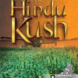 Hindu Kush Regular Seeds - 10