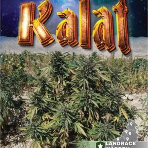 Kalat Regular Seeds - 5