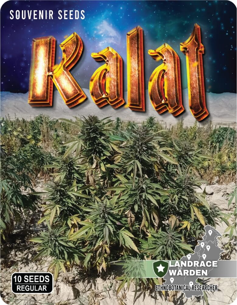 Kalat Regular Seeds - 5