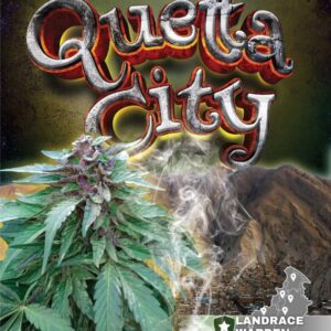 Quetta City Regular Seeds - 5
