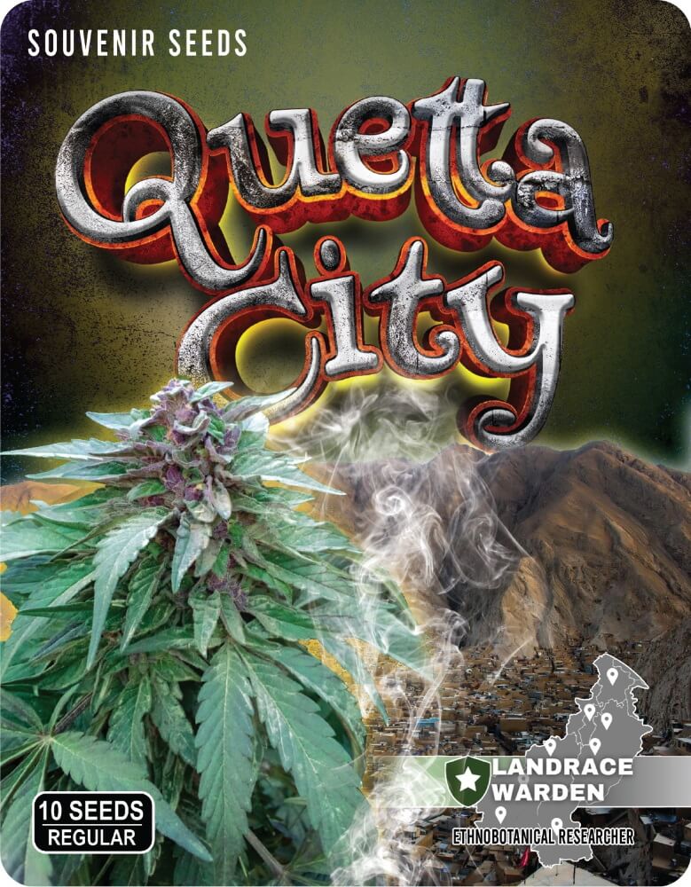 Quetta City Regular Seeds - 5
