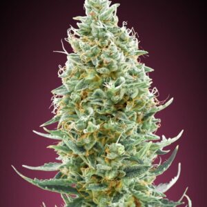 Amnesia FAST Feminised Seeds - 3