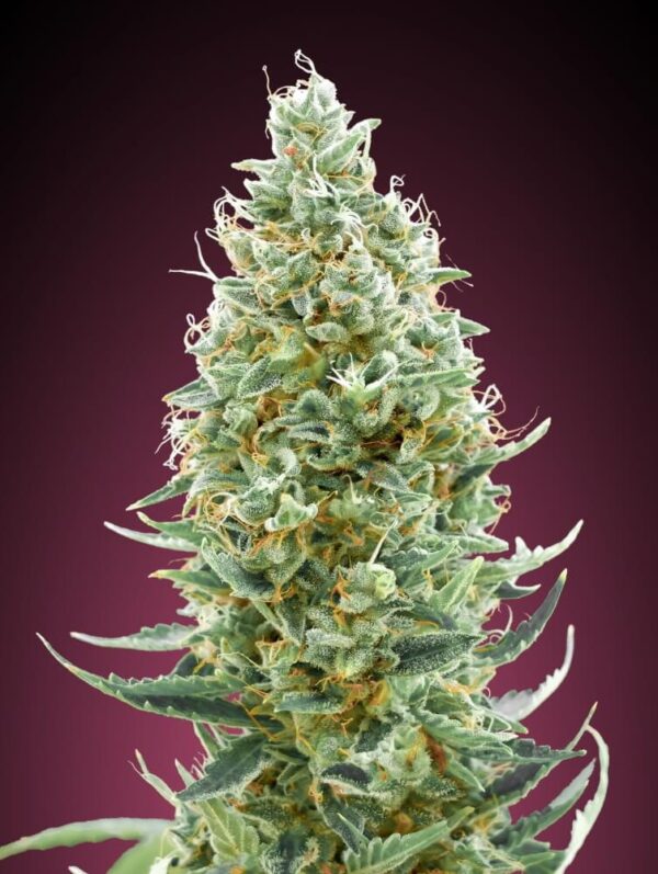 Amnesia FAST Feminised Seeds - 3
