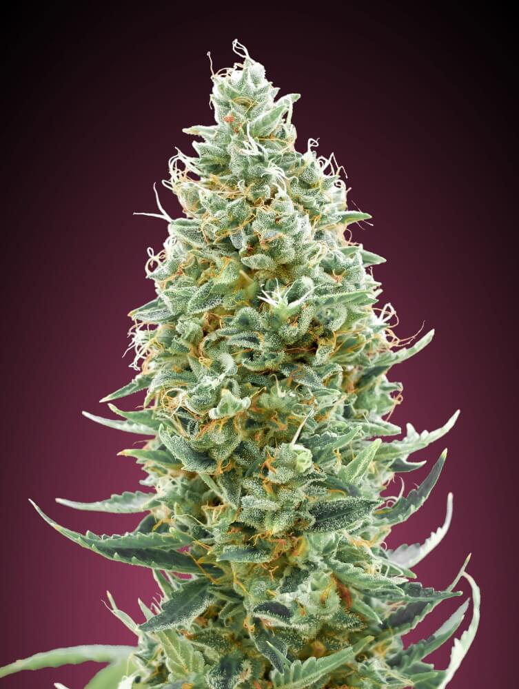 Amnesia FAST Feminised Seeds - 3