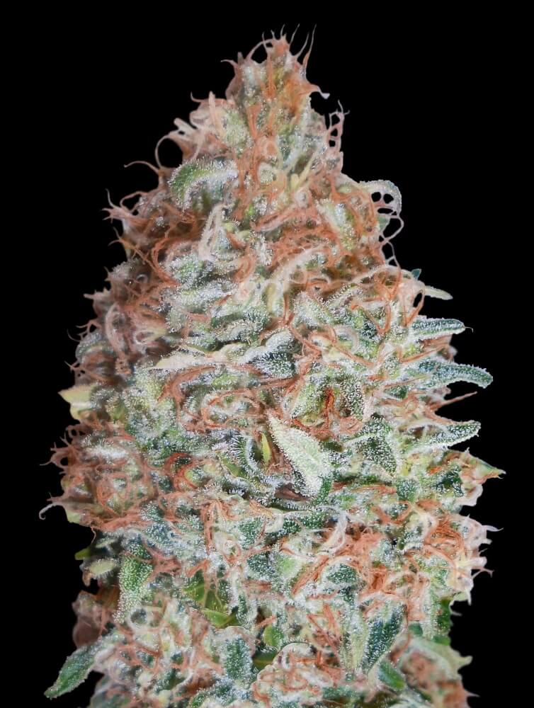 Banana Cookies Feminised Seeds - 5