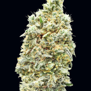 Strawberry Banana Fast Feminised Seeds - 5