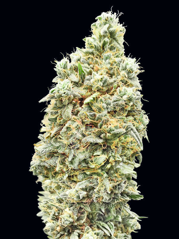 Strawberry Banana Fast Feminised Seeds - 5