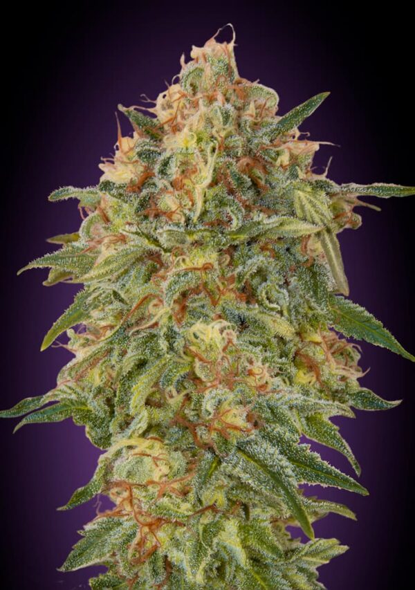 Zkittlez Feminised Seeds - 5