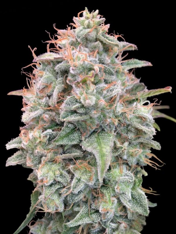 Banana Cookies Auto Feminised Seeds - 5
