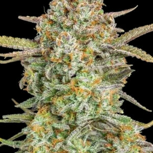 Bruce Banner XXL Auto Feminised Seeds - 3