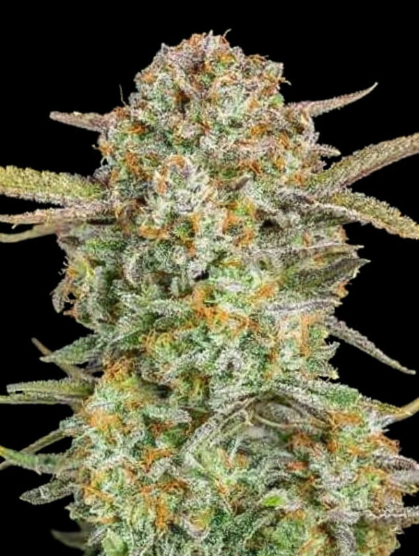 Bruce Banner XXL Auto Feminised Seeds - 5