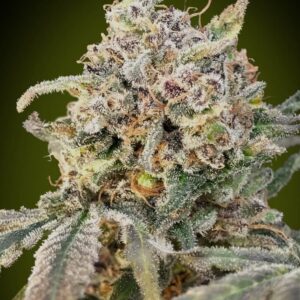 Somango Glue Auto Feminised Seeds - 10
