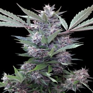 Bubba Kush x PCK Regular Seeds - 10
