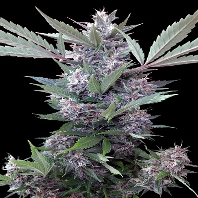 Bubba Kush x PCK Regular Seeds - 10