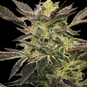 Pink Sunset Auto Feminised Seeds - 5