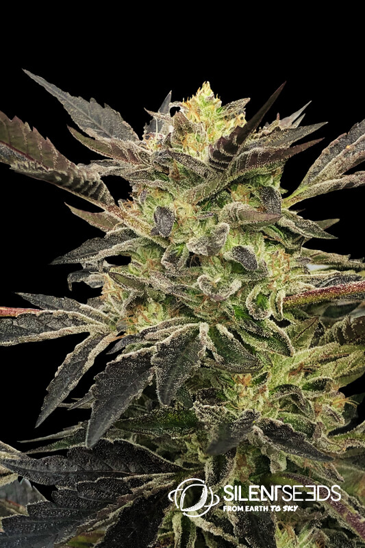 Pink Sunset Auto Feminised Seeds - 10