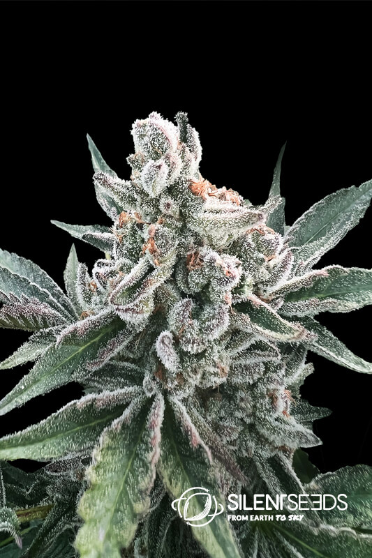 Polar Gelato Auto Feminised Seeds - 3