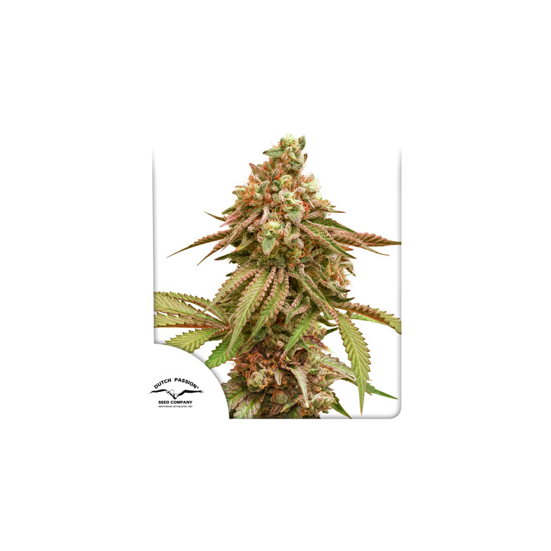 Tropical Tangie Feminised Seeds - 10