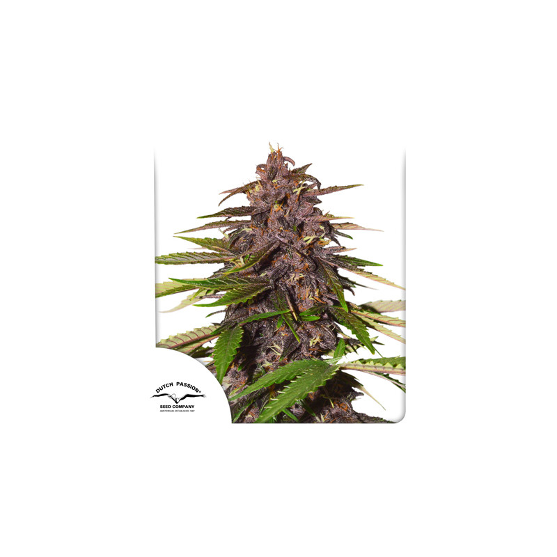 Forbidden Cherry Auto Feminised Seeds - 3