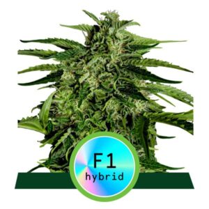 Apollo F1 Auto Feminised Seeds - 3