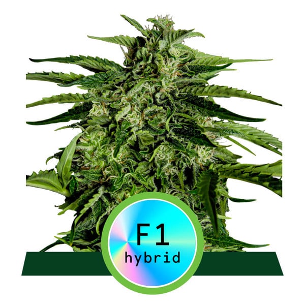 Apollo F1 Auto Feminised Seeds - 3