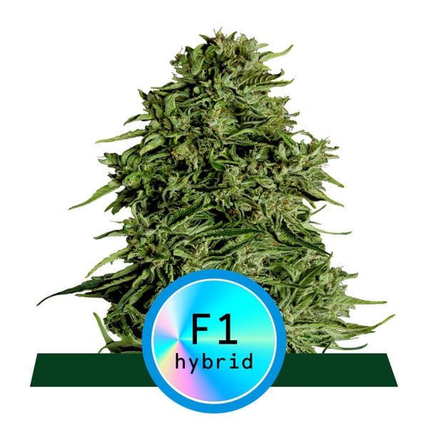 Cosmos F1 CBD Auto Feminised Seeds - 1