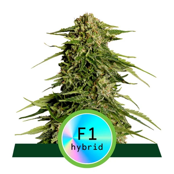 Epsilon F1 Auto Feminised Seeds - 1