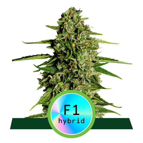 Medusa F1 Auto Feminised Seeds - 3