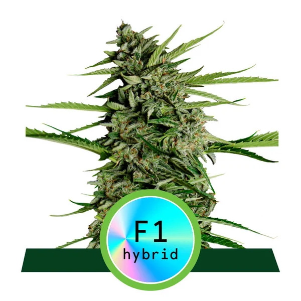 Orion F1 Auto Feminised Seeds - 10