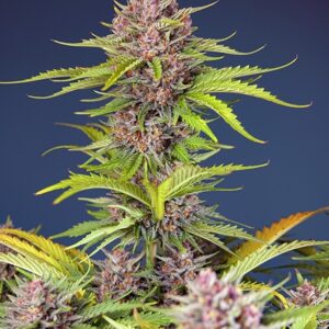 Mimosa Bruce Banner XL Auto Feminised Seeds - 3