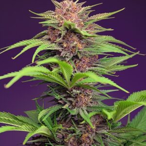 Red Mimosa XL Auto Feminised Seeds - 3